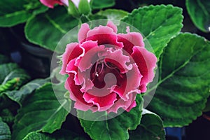 Blooming pink Gloxinia or Sinningia speciosa, ornamental plant flower, macro photo