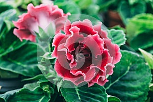 Blooming pink Gloxinia or Sinningia speciosa, ornamental plant flower, macro photo