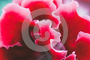 Blooming pink Gloxinia or Sinningia speciosa, ornamental plant flower, macro photo, abstract flower background