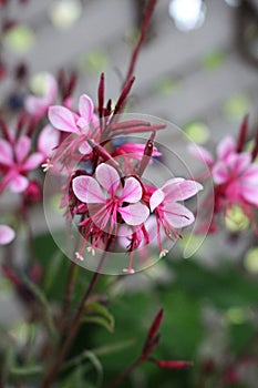 Blooming Pink Guara Belleza Flowers photo