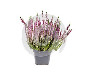 Blooming pink heather bush in pot. Photo photo