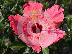 Blooming Pink Hibiscus flower