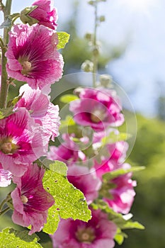 Blooming pink hollyhock