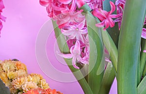 Blooming pink Hyacinthus or hyacinths and colorful Kalanchoe flowers on terrace