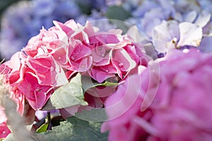 The Blooming pink Hydrangea bloom on sunny day