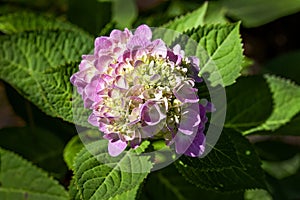 Blooming  Pink Hydrangea Flower