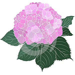 Blooming pink hydrangea flower outline, botanical vector illustration.