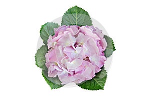 Blooming Pink Hydrangea Flowers with Green Leaves Isolated on White Background