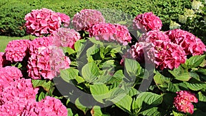 Blooming Pink Hydrangea With Green Fences