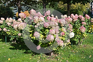 Blooming pink hydrangea Lat. Hydrangea arborescens in the city park