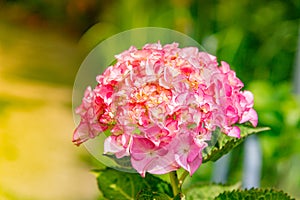 Blooming Pink Hydrangeas (Hydrangea macrophylla) in blurred garden background.