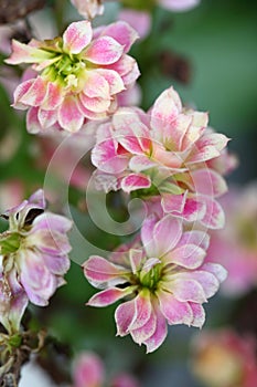 The blooming pink Kalancoe blossfeldiana flowers