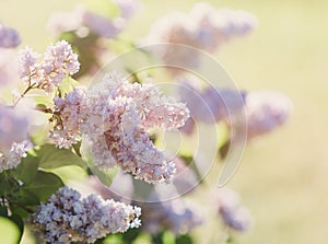 Blooming pink lilac bush at spring time with sunlight. Blossoming pink and violet lilac flowers. Spring season, nature