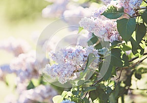 Blooming pink lilac bush at spring time with sunlight. Blossoming pink and violet lilac flowers. Spring season, nature