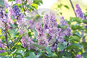 Blooming pink lilac bush at spring time with sunlight. Blossoming pink and violet lilac flowers. Spring season, nature