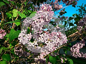 Blooming pink lilac flowers on lilac tree branch