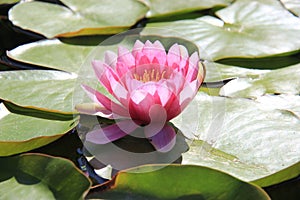 Blooming Pink Lotus