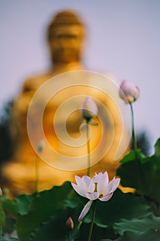 Blooming pink lotus in the background of golden Buddha.