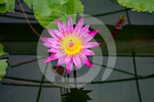 Blooming pink lotus flower