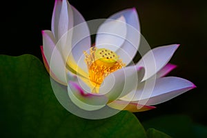 A blooming pink lotus flower