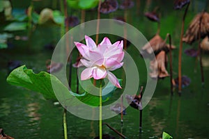 Blooming Pink Lotus Flower