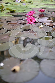 Blooming pink lotus flowers floating.