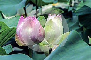 Blooming pink lotus flowers with green leaves