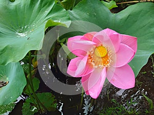 Blooming Pink lotus flowers the Scientific name is Nelumbo nucifera