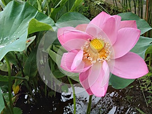 Blooming Pink lotus flowers the Scientific name is Nelumbo nucifera