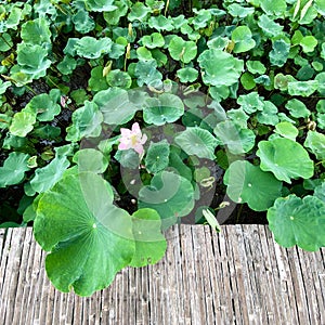 Blooming pink lotus, green leaves, bamboo walkway