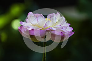 A blooming pink lotus in the pool