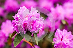 Blooming pink magenta rhododendron flowers, woody plants