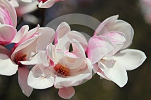 Blooming pink magnolia on a blurry dark background. Spring garden. Joyous mood awakening life. Paradise beauty of a new life.