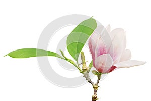 Blooming Pink Magnolia Flower with Green Leaves Isolated on White Background