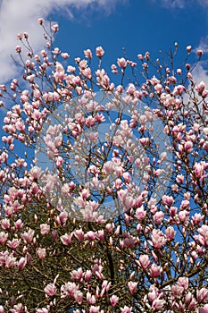 Blooming pink magnolia tree against a background of blue sky