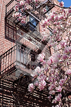 Blooming Pink Magnolia Tree Flowers next to an Old Apartment Building Fire Escape in Astoria Queens New York