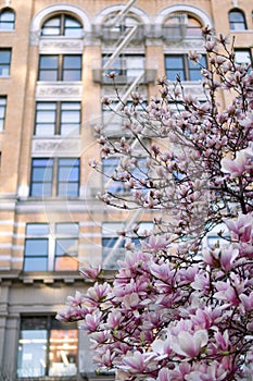 Blooming Pink Magnolia Tree Flowers during Spring at Union Square Park in New York City with Buildings in the Background