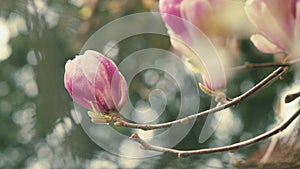 Blooming Pink Magnolia Tree In Garden During Springtime. Magnoliaceae.