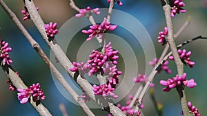 Blooming Pink Magnolia Tree In Garden During Springtime. Magnoliaceae.