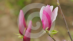 Blooming Pink Magnolia Tree In Garden During Springtime. Magnoliaceae. Close up.