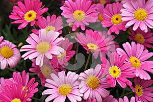 Blooming Pink Marguerite daisy or Paris daisy of Argyranthemum frutescens in Ba na hills garden , danang , vietnam photo