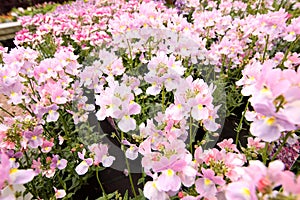 Blooming pink Nemesia