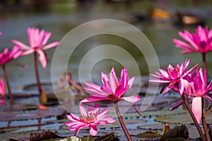 Blooming pink Nymphaea lotus in the pond