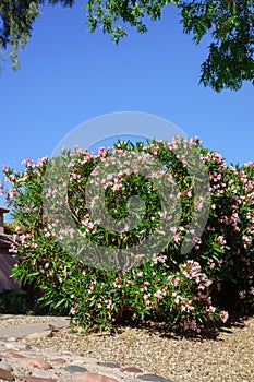 Blooming Pink Oleander Shrubs in Spring photo