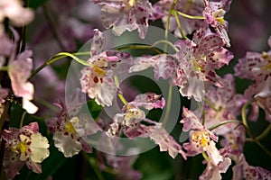 Blooming of Pink Oncidium Orchids.