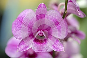 The blooming of pink orchid on branch in garden background