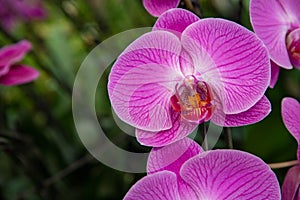 Blooming pink orchid flower photo. White orchid Phalaenopsis equestris closeup. Wedding floral decor