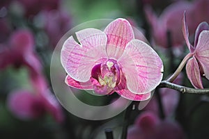 Blooming pink orchid flowers close-up