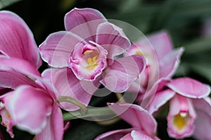 Blooming pink orchid flowers close-up