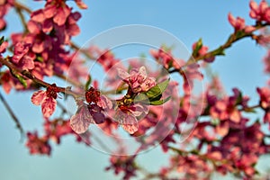 Blooming pink peach blossoms on tree stick on blue sky background in the begining of springÑŽ